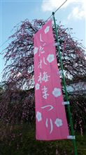 梅の花を見てきました。・・・・・梅祭りへ