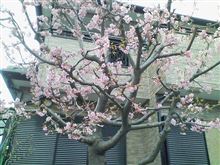 近所の河津桜 @March 08th, 2015