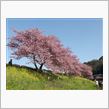 河津の桜とみなみの桜
