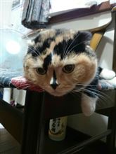 お試しついでに(*^▽^*)