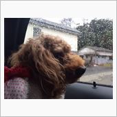 あんずちゃんは洗車嫌い？