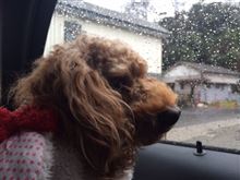 あんずちゃんは洗車嫌い？