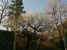 暖かい一日の始まりv(≧∇≦)v イェェ~イ♪