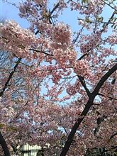 サクラサク