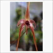 筑波実験植物園で『らん展』開 ...