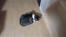 キジ白にゃんこ　経過報告しょの2