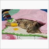 ココちゃん、頑張れ！