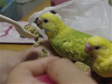 昨日は卒業式でした