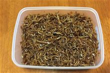 瀬戸内に春を呼ぶイカナゴの釘煮