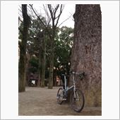 巨樹のある公園