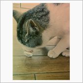 ポーションミルク