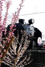 梅を見るなら梅小路 梅を見るなら梅小路