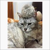 本日のニャんたさん