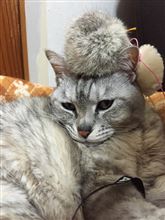 本日のニャんたさん