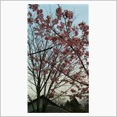 河津桜が咲いていました