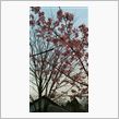 河津桜が咲いていました