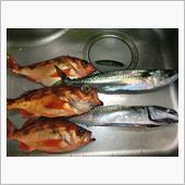 メバル釣り