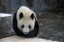 パンダに会いに神戸王子動物園に♪