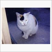 ミケコ（猫）はわかっているの ...