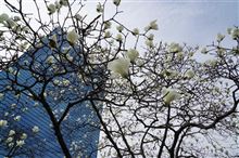 こぶしの花が満開を迎える頃 こぶしの花が満開を迎える頃