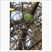 オウムかな？インコかな？
