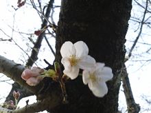 ソメイヨシノと木蓮の花