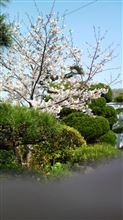 気が付けば満開