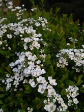 自宅回りの、小さい「春」見～つけた。。