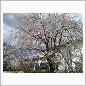 桜咲く春