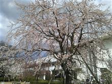 桜咲く春