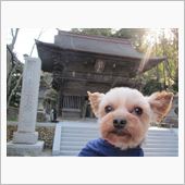 限定さくら団子