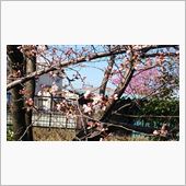 桜開花。