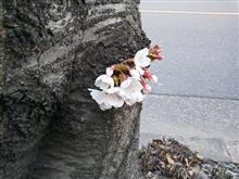 桜華