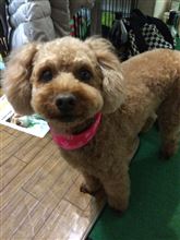 またまた、あんずちゃん号入院？仕方ないので、あんずちゃん自体をメンテ？？？