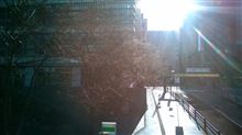 秋葉原も桜が咲いてきました（≧▽≦）