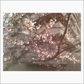 ご近所の桜