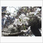 日枝神社と桜