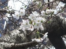 日枝神社と桜