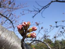 土日に一気に咲きはじめるかな♪ 