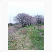 朝のお出かけ・・・桜、感謝祭 ...