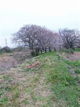 朝のお出かけ・・・桜、感謝祭、そしてコムス検証