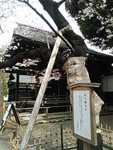 標準木