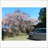 地元のお寺のしだれ桜が咲きま ...