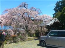 地元のお寺のしだれ桜が咲きました
