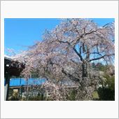 地元のお寺のしだれ桜が咲きま ...