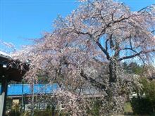 地元のお寺のしだれ桜が咲きました