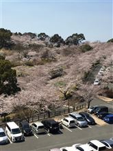 お花見〜〜 お花見〜〜