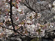 お花見をハシゴ