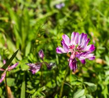 花を愛でながらのサイクリング
