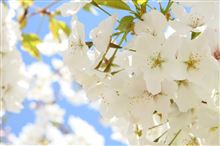 桜開花
